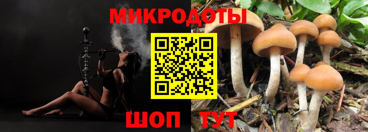 Галлюциногенные грибы Psilocybe Калач-на-Дону